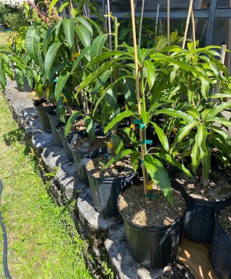 Honey Moon MANGO TREE GRAFTED 2-4 Ft Tall. Ship To All States