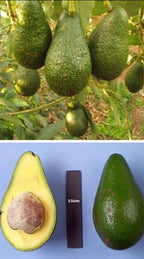 Hall Avocado Grafted Tree 2-4 Ft Tall Cold HARDY.We Ship To All States.real Pics