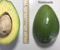 Simmonds Grafted Avocado Tree 2-4ft Semi Dwarf. Ship To All States. Actual Photo