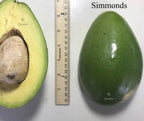 Simmonds Grafted Avocado Tree 2-4ft Semi Dwarf. Ship To All States. Actual Photo
