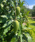 Ban Kun Sri MANGO TREE GRAFTED (2-4 Feet Tall). We Ship To All States.