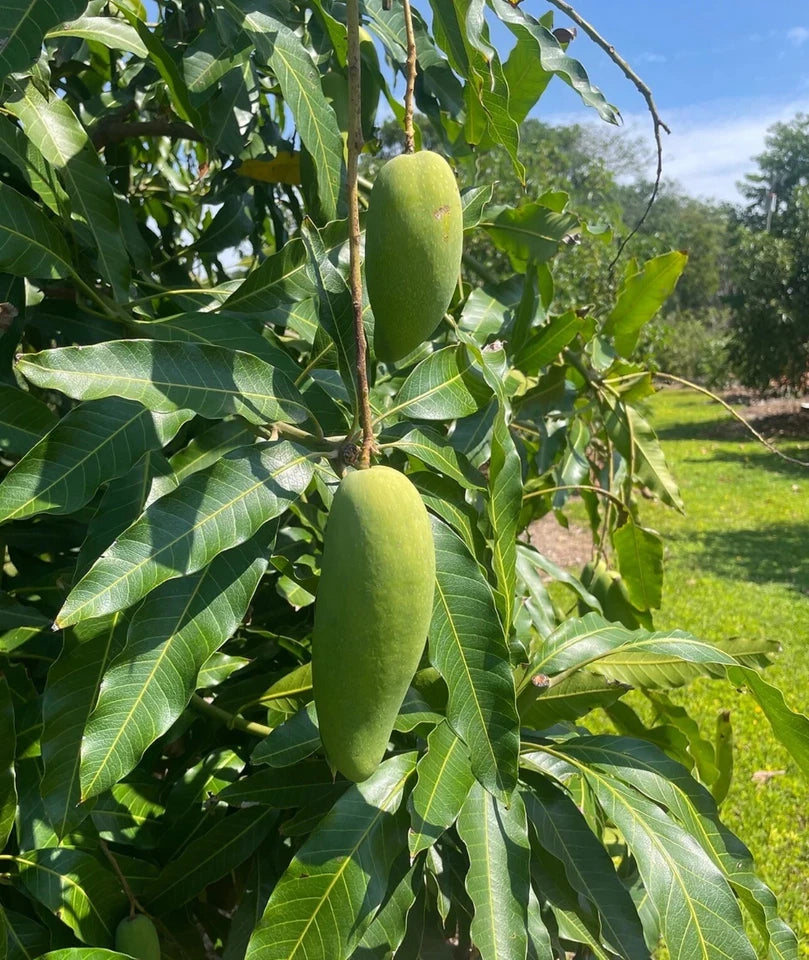 Ban Kun Sri MANGO TREE GRAFTED (2-4 Feet Tall). We Ship To All States.