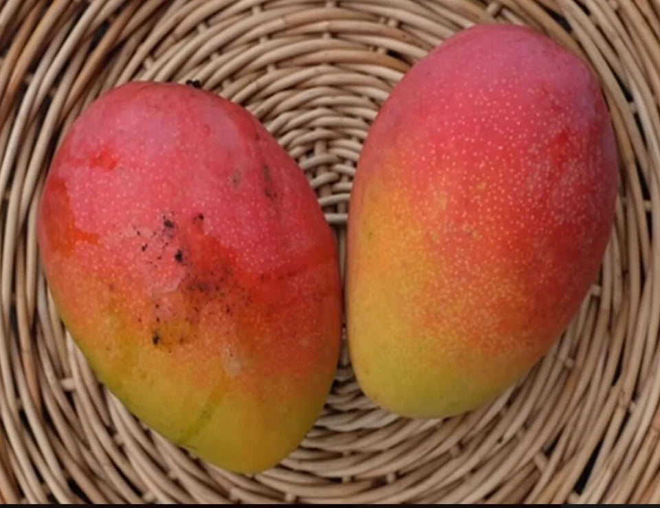 Fruit Punch MANGO TREE GRAFTED 2-4 Ft Tall.Ship To CA&PR. Actual Photos