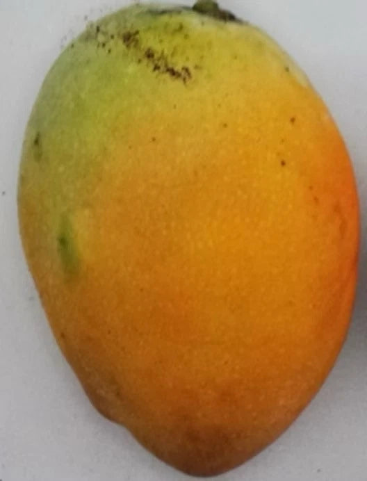 Pina Colada Dwarf TREE GRAFTED 2-4 Ft Tall.Ship To All States.