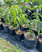 Pina Colada Dwarf TREE GRAFTED 2-4 Ft Tall.Ship To All States.