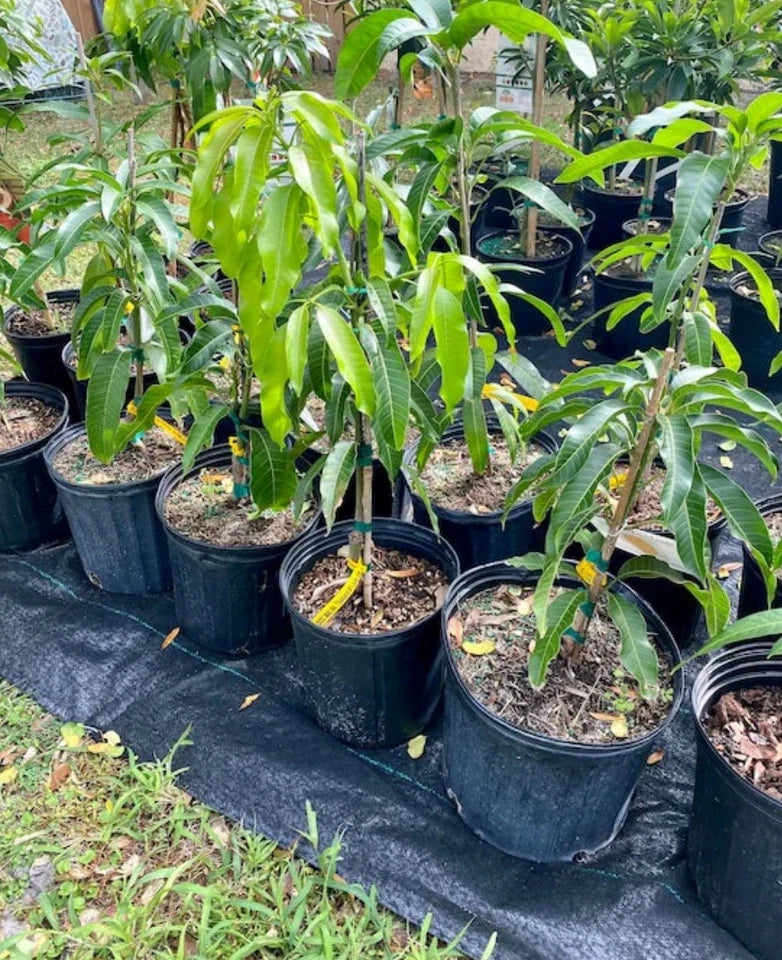 Pina Colada Dwarf TREE GRAFTED 2-4 Ft Tall.Ship To All States.