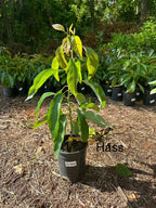 Hass Avocado Tree Live Avocado Tree GRAFTED. We Ship To CA &PR. 2-4ft Tall