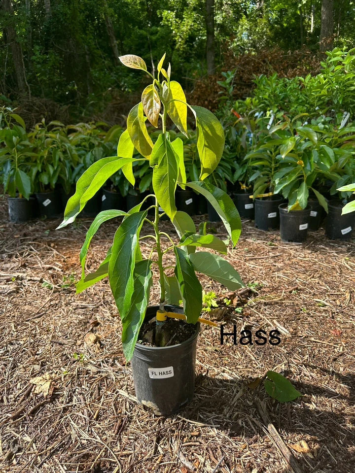 Hass Avocado Tree Live Avocado Tree GRAFTED. We Ship To CA &PR. 2-4ft Tall