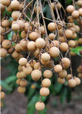 Longan, Pink 'Sri Chompoo Air Layered 2.5-4ft. Ship To All States Priority Mail
