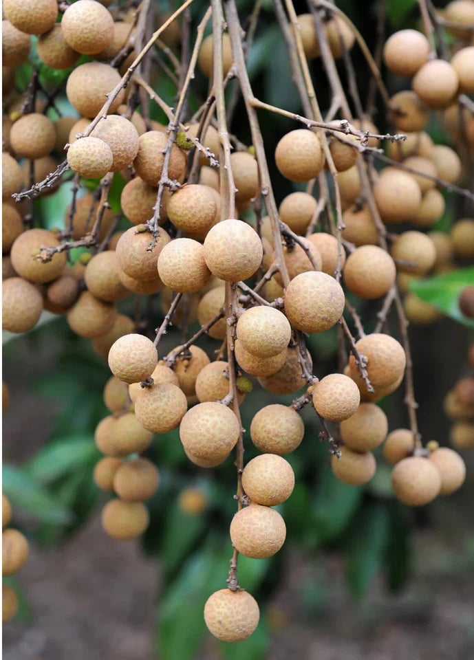 Longan, Pink 'Sri Chompoo Air Layered 2.5-4ft. Ship To All States Priority Mail