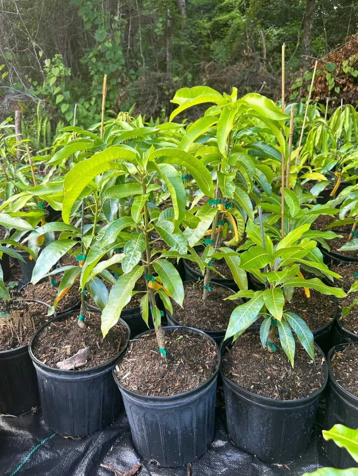 Pineapple Pleasure TREE GRAFTED 2-4 Ft Tall.Ship To All States.
