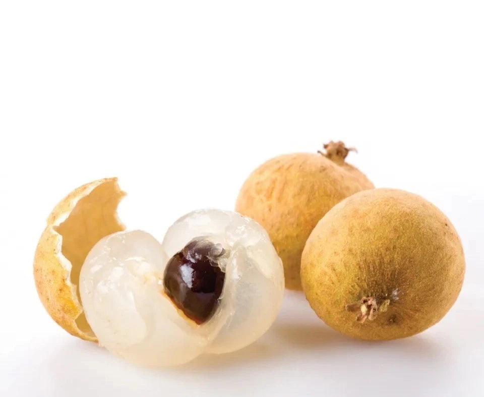 Kohala Longan Tree (cây Nhãn Hawaii) 2.5-4 Ft. Ship To All States. Priority Mail
